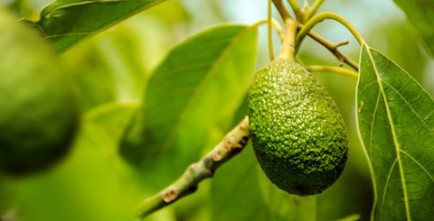 First place! Schouw wins Microsoft’s Dynamics 365 & AI contest with the “Avocado Case”