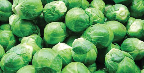 spruit agf Dynamics erp