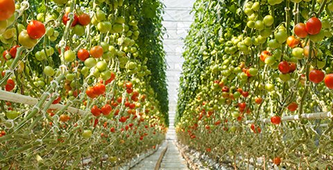 Experimenteren met innovaties, een educatief proces