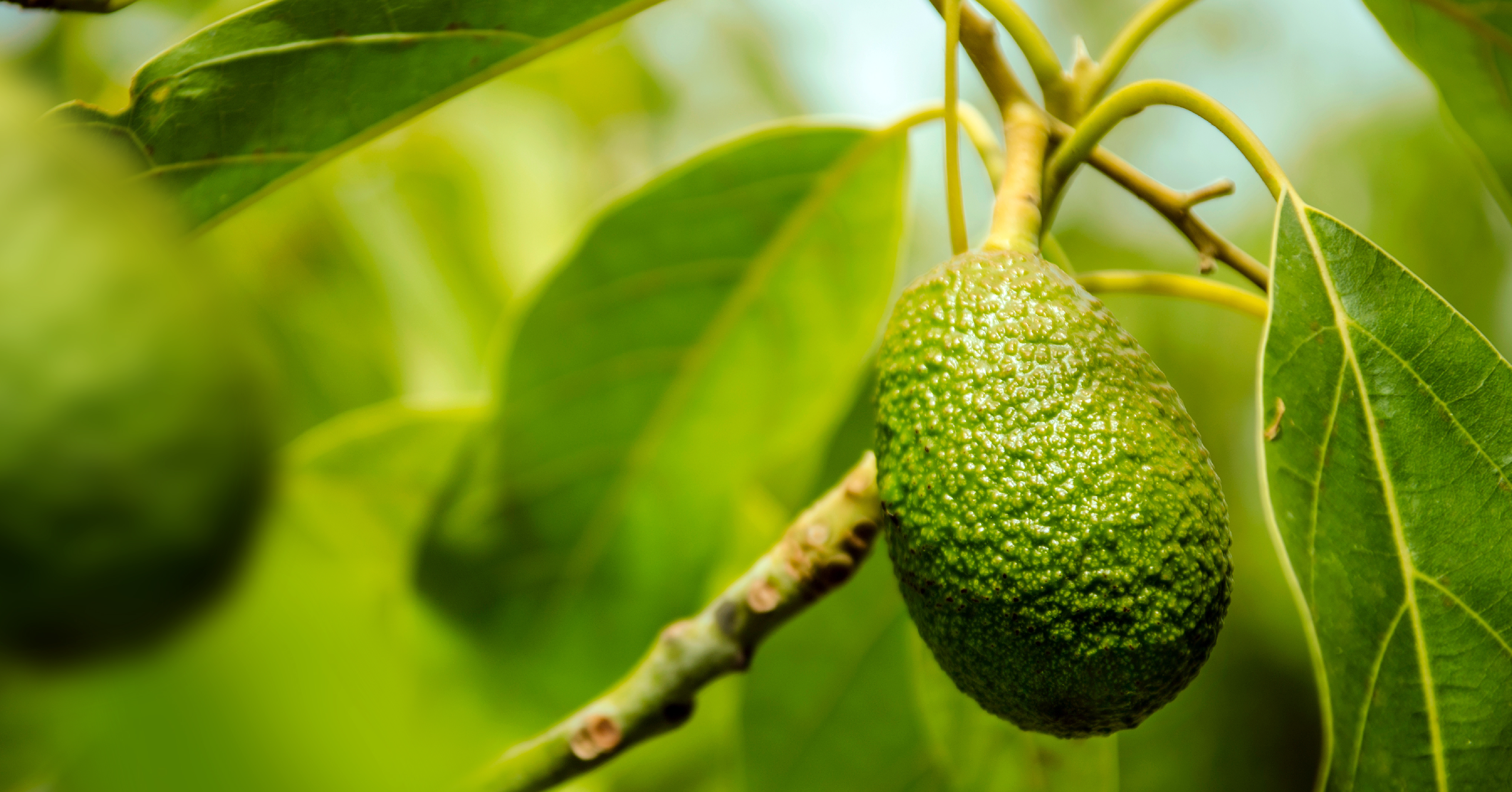 How ERP transforms food waste into profit