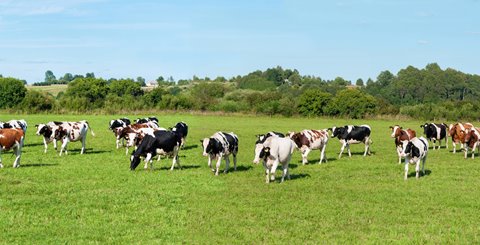 How dairy companies can achieve growth again in 2021