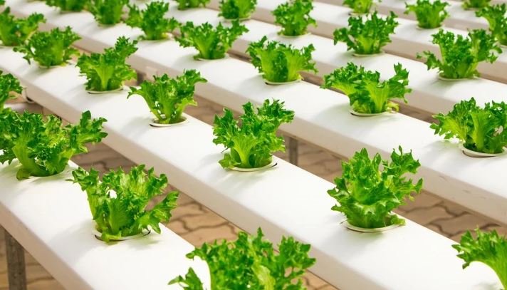 Hydrocultuur aan de horizon: voordelen voor AGF-bedrijven