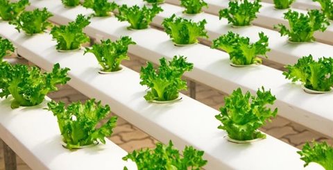 Hydroponics on the Horizon: Benefits for Fresh Produce Businesses